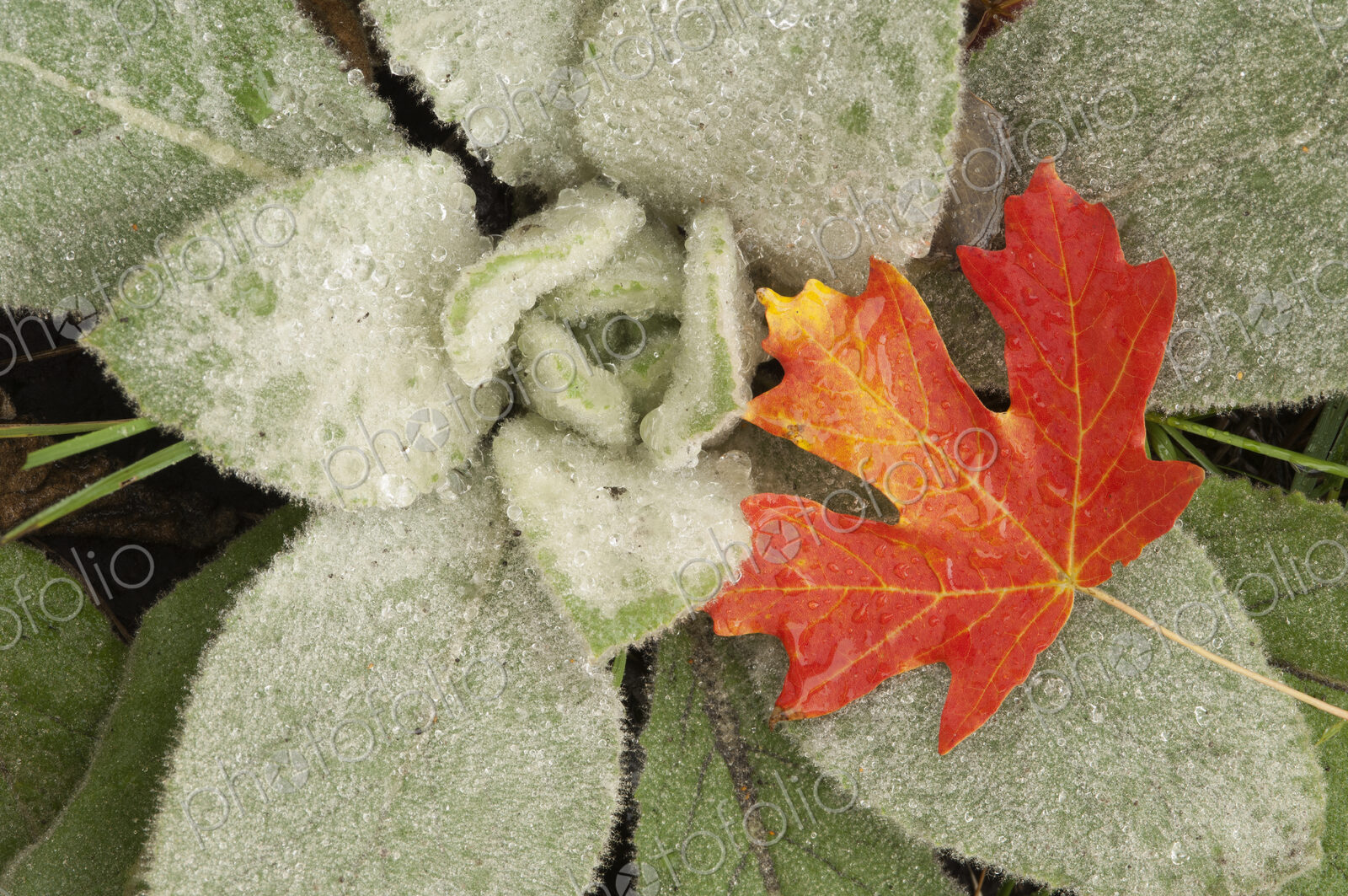 A maple leaf in autumnal colour, resting on the leaves of lamb’s ears.