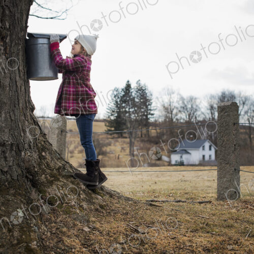 A maple syrup farm. A young girl holding a bucket which is tapping the sap from the tree. A maple syrup farm. A young girl holding a bucket which is tapping the sap from the tree.