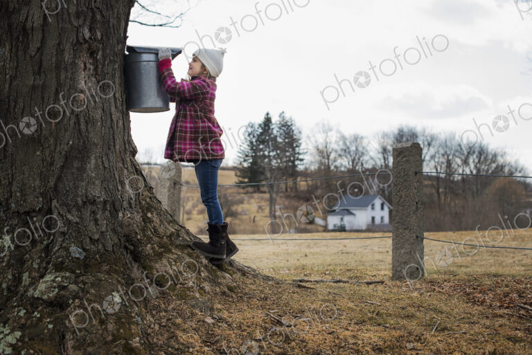 A maple syrup farm. A young girl holding a bucket which is tapping the sap from the tree.