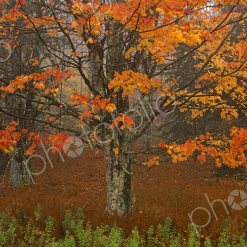 A maple tree with autumn foliage, red leaves on the branches and falling from the trees. A maple tree with autumn foliage, red leaves on the branches and falling from the trees.