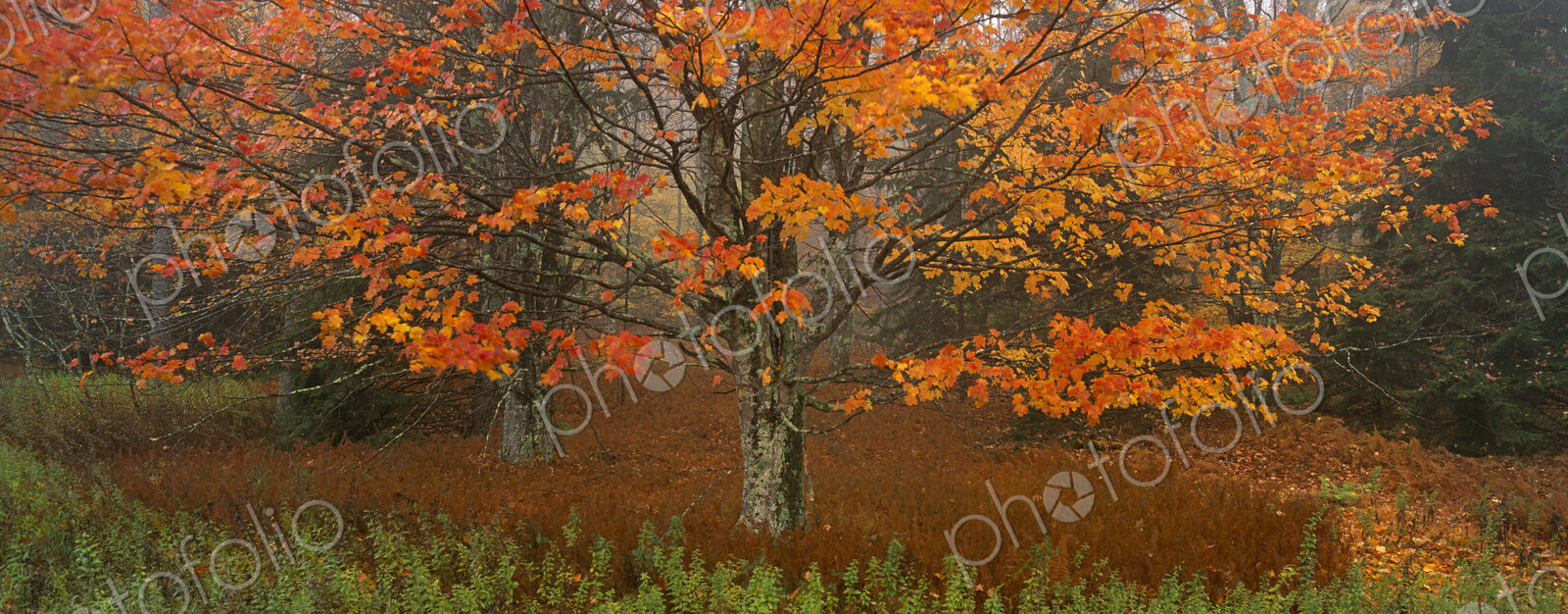 A maple tree with autumn foliage, red leaves on the branches and falling from the trees.