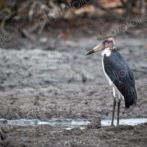 A marabou stork, Leptoptilos crumenifer, stands in mud. A marabou stork, Leptoptilos crumenifer, stands in mud.