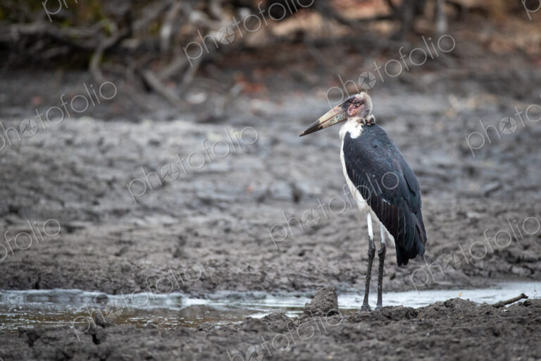 A marabou stork, Leptoptilos crumenifer, stands in mud.