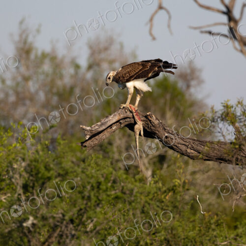 A martial eagle, Polemaetus bellicosus, in a tree with a dead water monitor lizard,… A martial eagle, Polemaetus bellicosus, in a tree with a dead water monitor lizard,…
