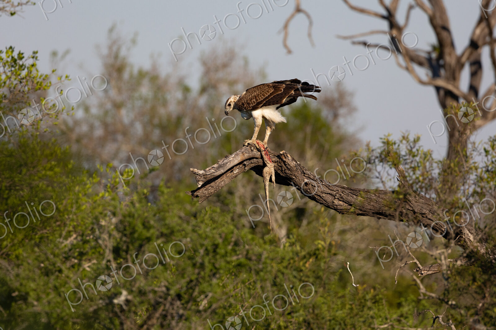 A martial eagle, Polemaetus bellicosus, in a tree with a dead water monitor lizard,…