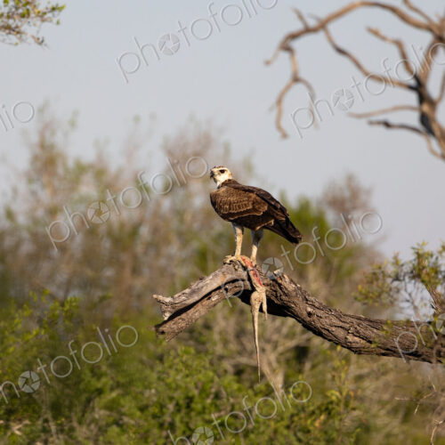 A martial eagle, Polemaetus bellicosus, in a tree with a dead water monitor lizard,… A martial eagle, Polemaetus bellicosus, in a tree with a dead water monitor lizard,…