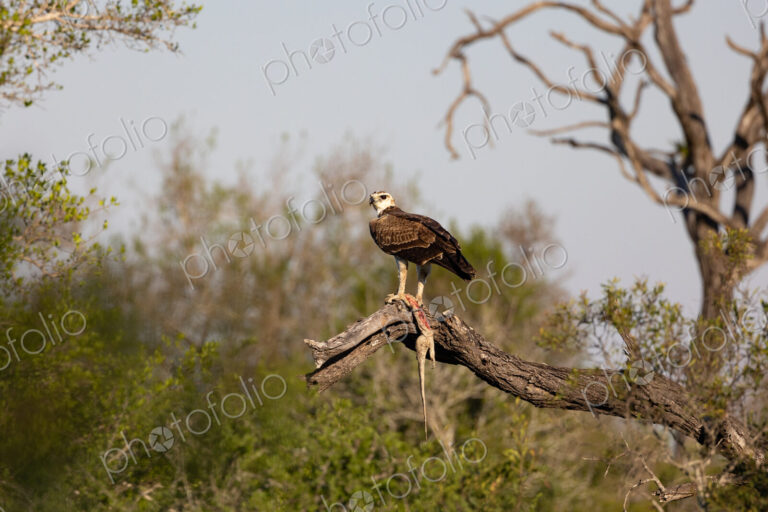 A martial eagle, Polemaetus bellicosus, in a tree with a dead water monitor lizard,…