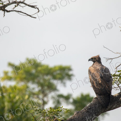 A martial eagle, Polemaetus bellicosus, sitting on a branch.