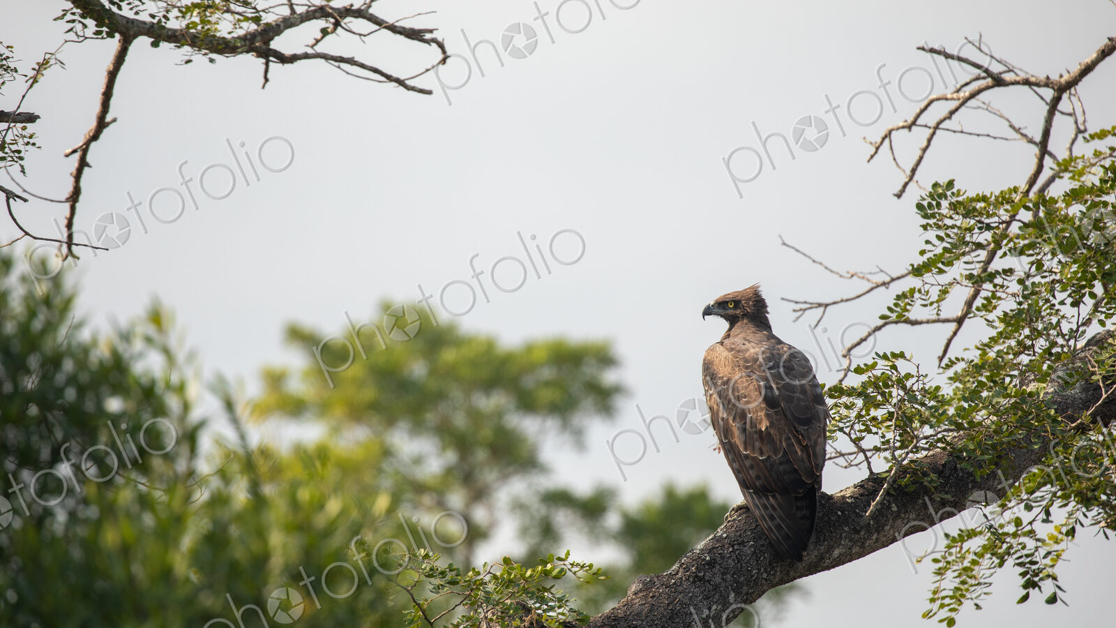 A martial eagle, Polemaetus bellicosus, sitting on a branch.