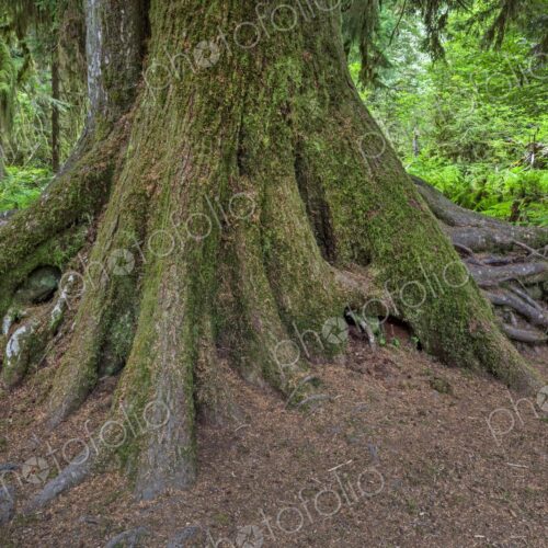 A massive moss-covered tree trunk with exposed roots in the lush rainforest of Olympic…