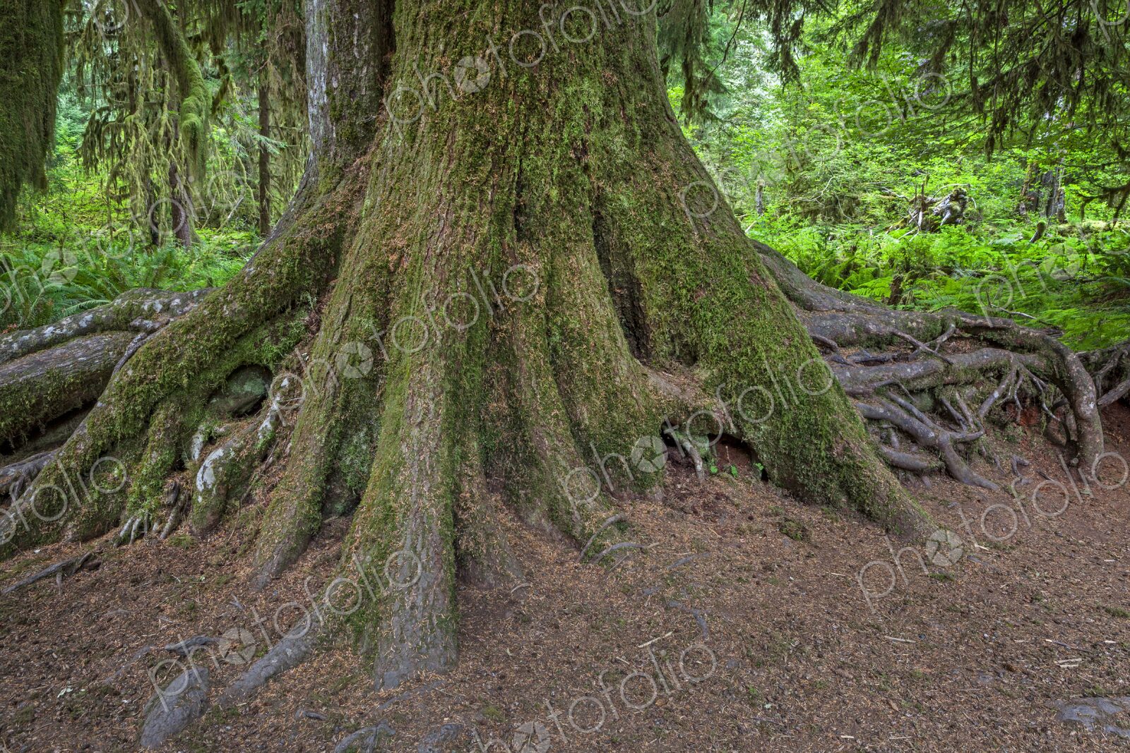A massive moss-covered tree trunk with exposed roots in the lush rainforest of Olympic…