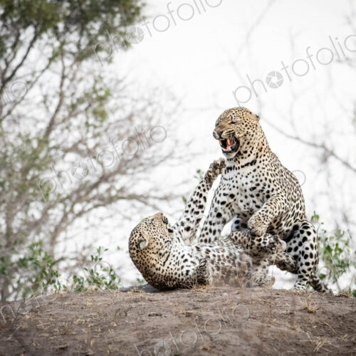 A mating pair of leopards, Panthera padrus, snarl at each other A mating pair of leopards, Panthera padrus, snarl at each other