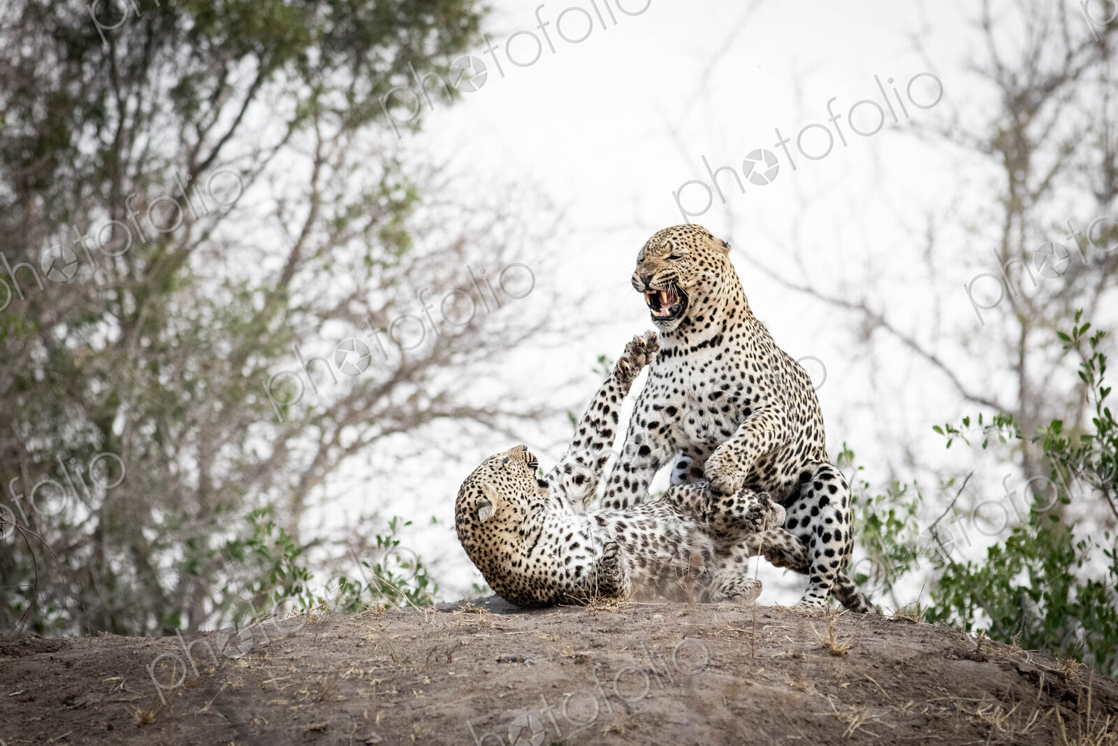 A mating pair of leopards, Panthera padrus, snarl at each other