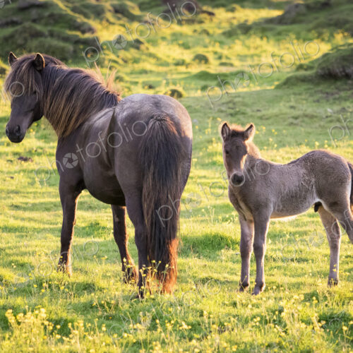 A mature horse and a foal beside it grazing during the hours of the midnight sun. A mature horse and a foal beside it grazing during the hours of the midnight sun.