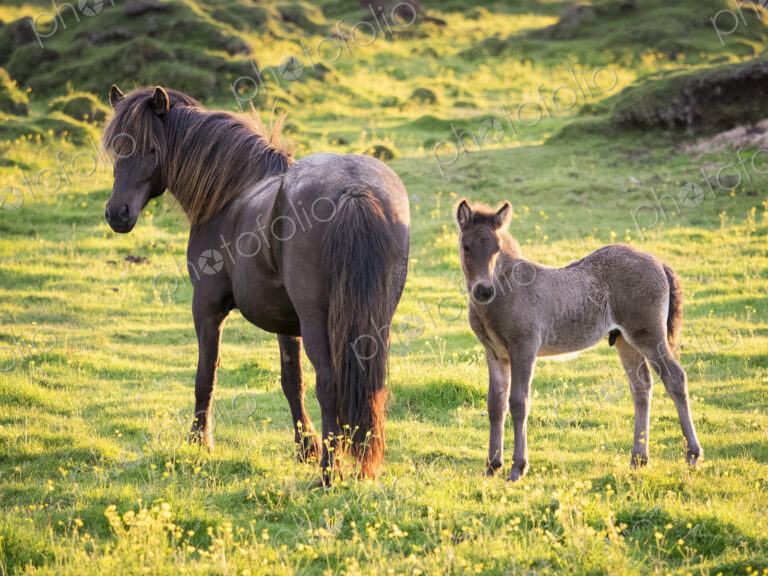 A mature horse and a foal beside it grazing during the hours of the midnight sun.