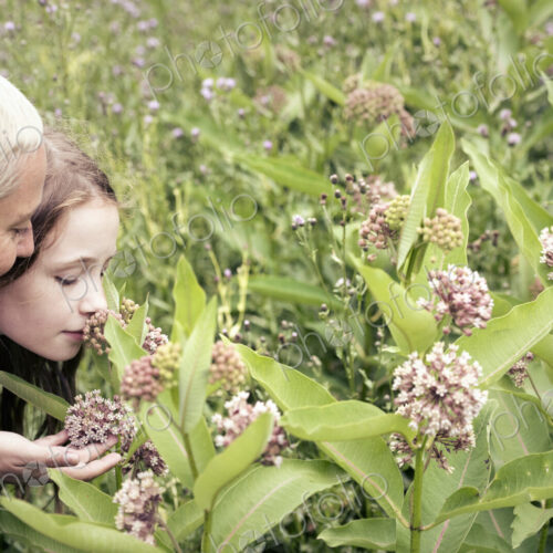 A mature woman and a young girl in a wildflower meadow looking closely at the flowers. A mature woman and a young girl in a wildflower meadow looking closely at the flowers.