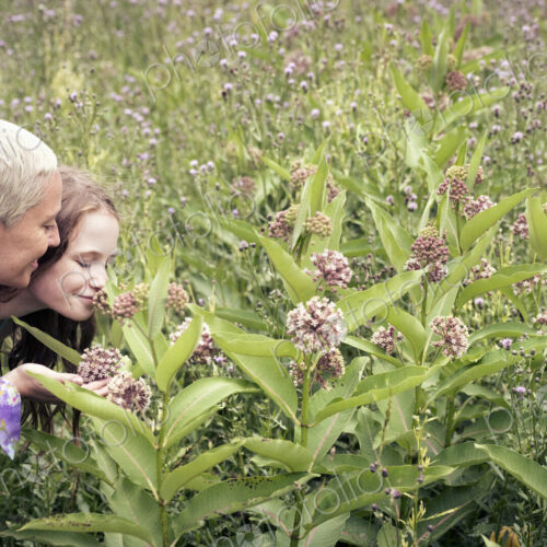A mature woman and a young girl in a wildflower meadow looking closely at the flowers. A mature woman and a young girl in a wildflower meadow looking closely at the flowers.