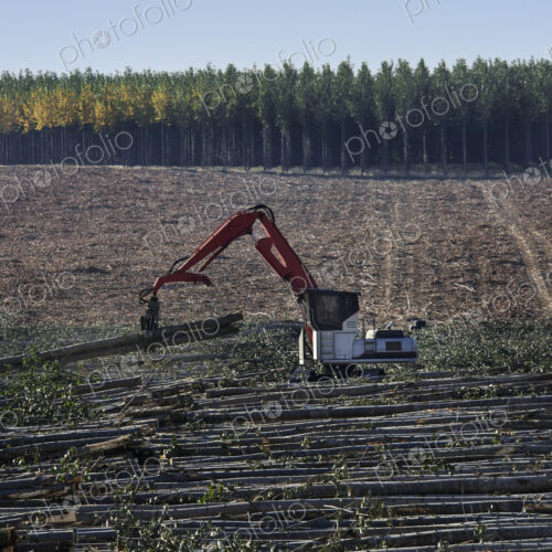 A mechanised grabber sorting felled poplar trees for timber, on a plantation. A mechanised grabber sorting felled poplar trees for timber, on a plantation.