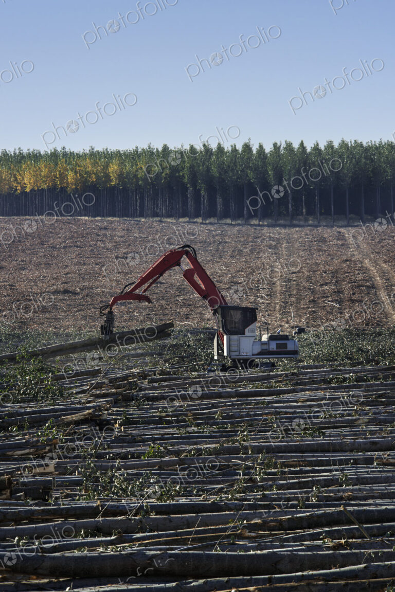 A mechanised grabber sorting felled poplar trees for timber, on a plantation.