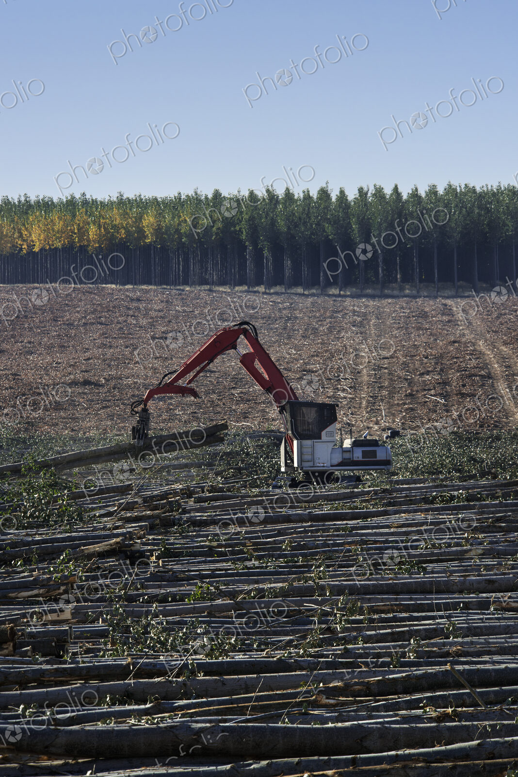 A mechanised grabber sorting felled poplar trees for timber, on a plantation.