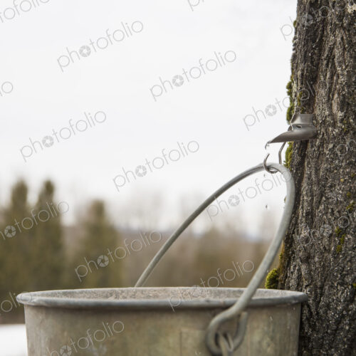 A metal pail hanging from a hook in the bark of a maple tree. Collecting the sap. A metal pail hanging from a hook in the bark of a maple tree. Collecting the sap.
