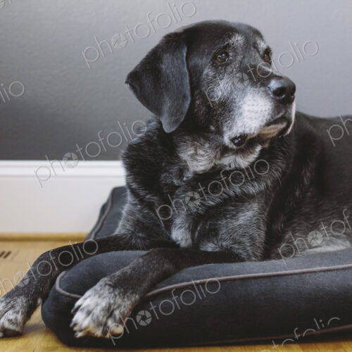 A mixed breed dog with a black coat, a therapy dog, a mixed breed of Great Pyrennean… A mixed breed dog with a black coat, a therapy dog, a mixed breed of Great Pyrennean…