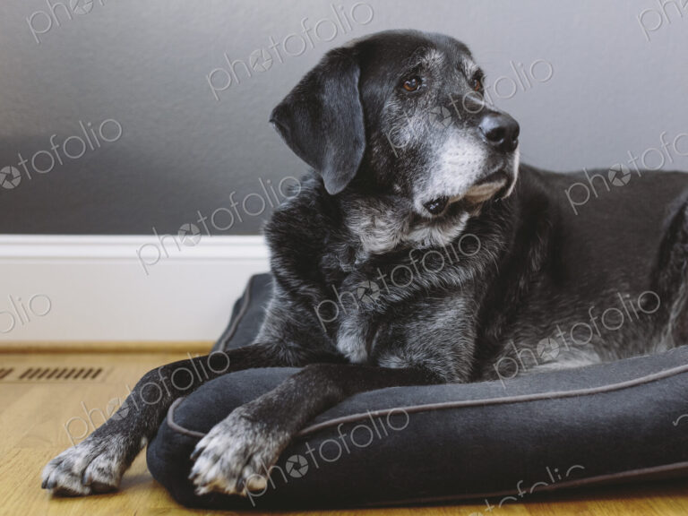 A mixed breed dog with a black coat, a therapy dog, a mixed breed of Great Pyrennean…