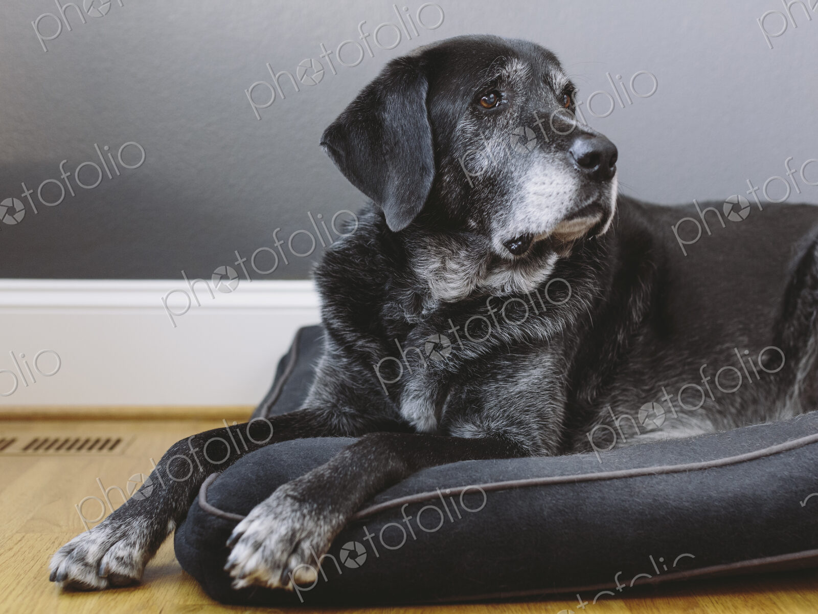A mixed breed dog with a black coat, a therapy dog, a mixed breed of Great Pyrennean…