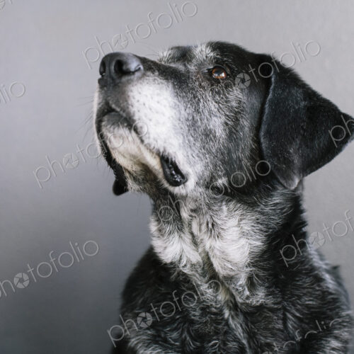 A mixed breed dog with a black coat, a therapy dog, a mixed breed of Great Pyrennean… A mixed breed dog with a black coat, a therapy dog, a mixed breed of Great Pyrennean…