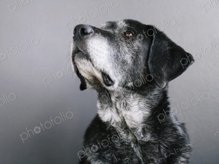 A mixed breed dog with a black coat, a therapy dog, a mixed breed of Great Pyrennean…