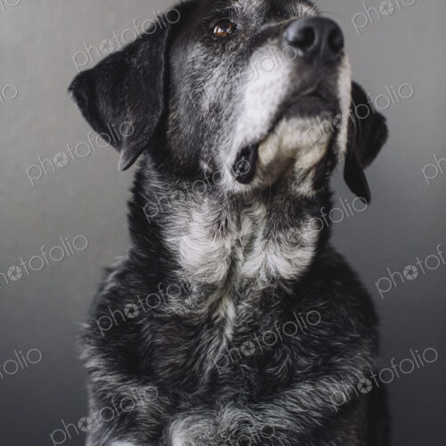 A mixed breed dog with a black coat, a therapy dog, a mixed breed of Great Pyrennean… A mixed breed dog with a black coat, a therapy dog, a mixed breed of Great Pyrennean…
