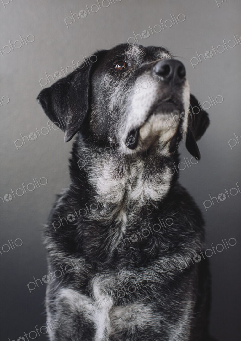 A mixed breed dog with a black coat, a therapy dog, a mixed breed of Great Pyrennean…