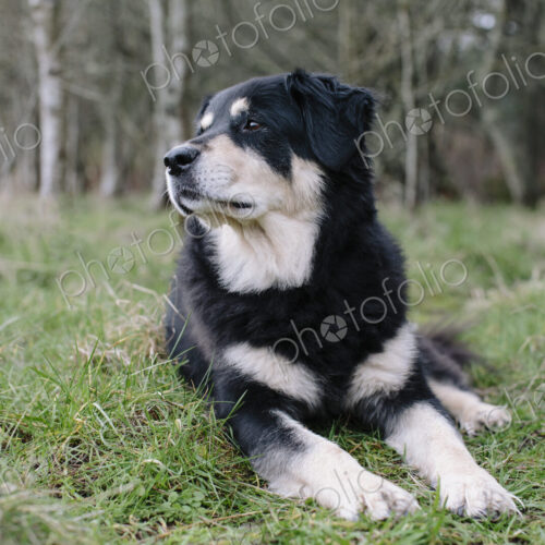 A mixed breed dog with a black coat with white patches, a therapy dog, lying on the… A mixed breed dog with a black coat with white patches, a therapy dog, lying on the…