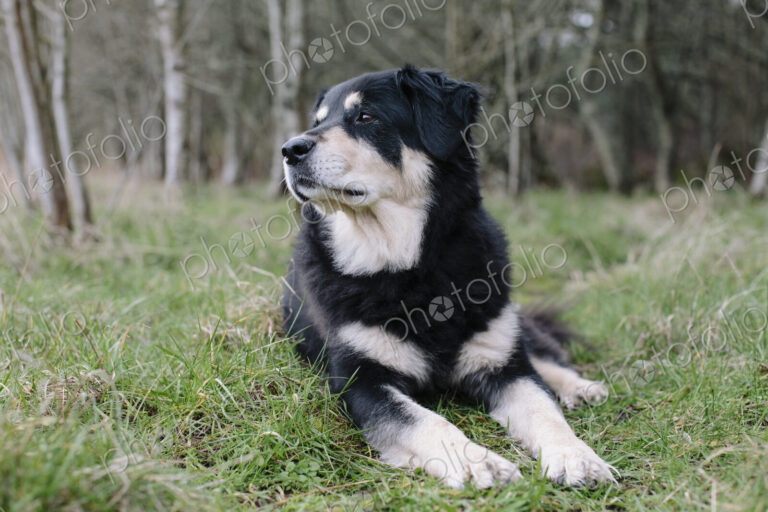 A mixed breed dog with a black coat with white patches, a therapy dog, lying on the…