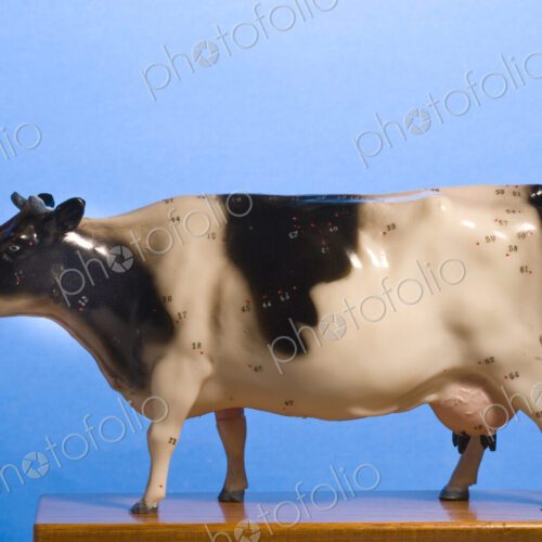 A model of a black and white cow, side view