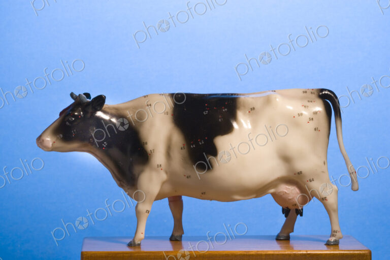 A model of a black and white cow, side view