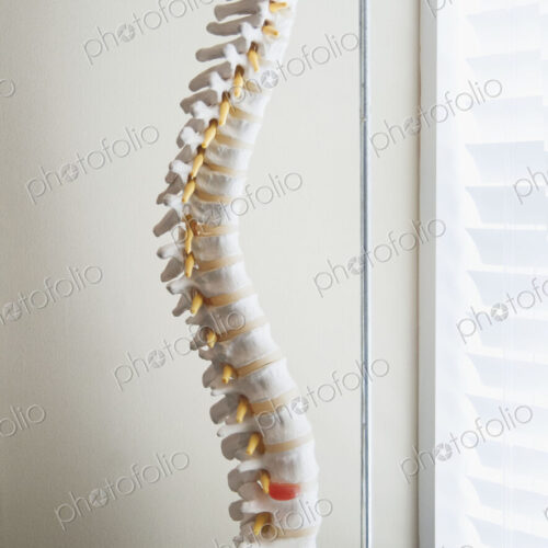 A model of a human spine, skeletal structure of the back on a stand.