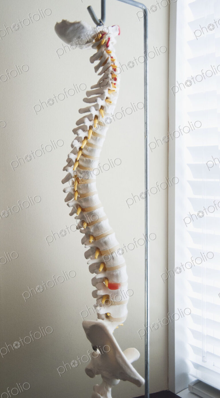 A model of a human spine, skeletal structure of the back on a stand.