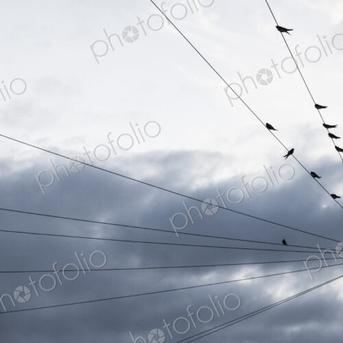 A moody grey sky with brighter cloud patches, and birds perched on telephone wires.