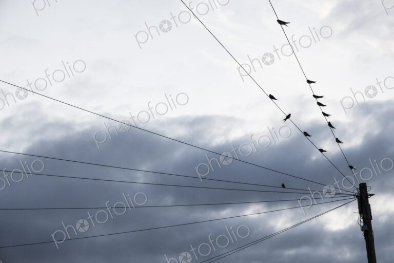A moody grey sky with brighter cloud patches, and birds perched on telephone wires.