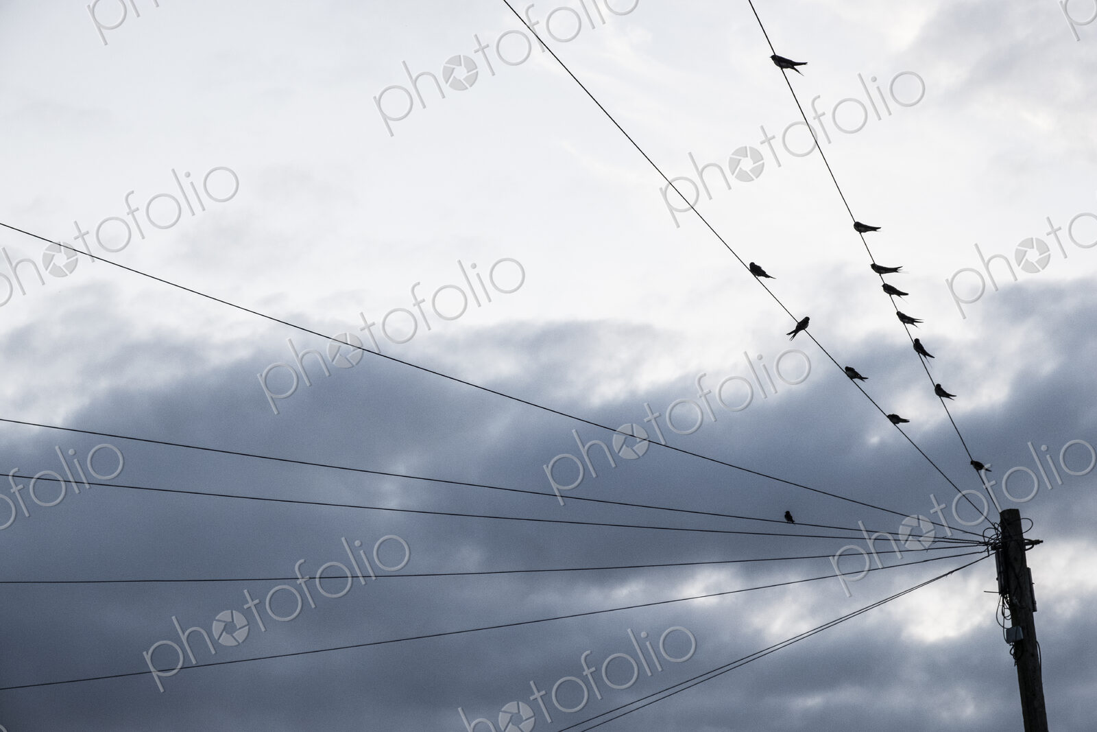 A moody grey sky with brighter cloud patches, and birds perched on telephone wires.