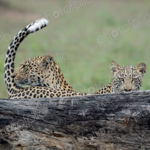 A mother leopard, Panthera pardus, and its cub stand behind a log, tail up, direct gaze A mother leopard, Panthera pardus, and its cub stand behind a log, tail up, direct gaze