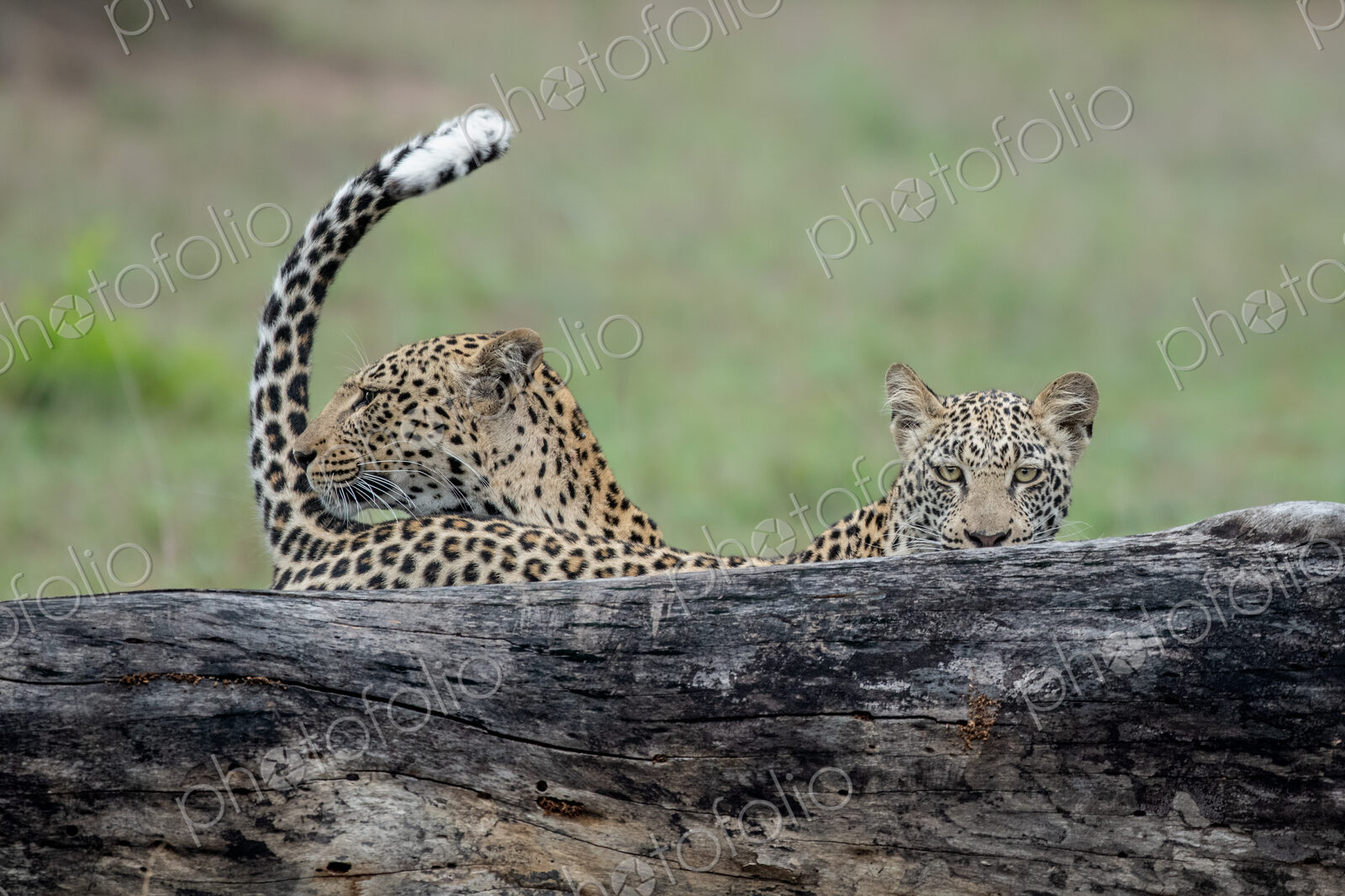 A mother leopard, Panthera pardus, and its cub stand behind a log, tail up, direct gaze