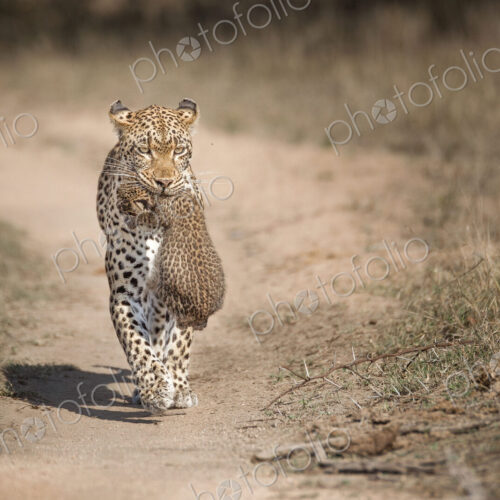A mother leopard, Panthera pardus, carries her cub in her mouth toawrds the camera,…
