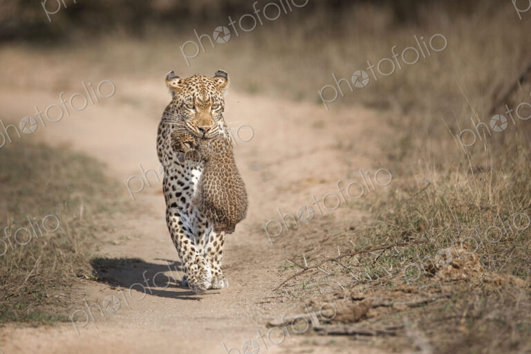 A mother leopard, Panthera pardus, carries her cub in her mouth toawrds the camera,…