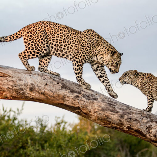 A mother leopard, Panthera pardus, greets its cub while balancing on a log A mother leopard, Panthera pardus, greets its cub while balancing on a log