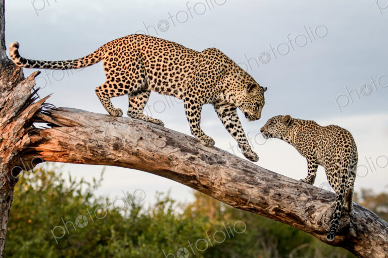 A mother leopard, Panthera pardus, greets its cub while balancing on a log