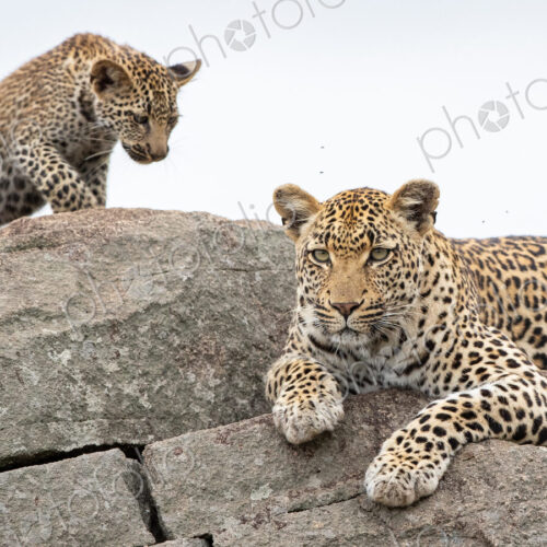 A mother leopard, Panthera pardus, lies on boulders with her cub. A mother leopard, Panthera pardus, lies on boulders with her cub.