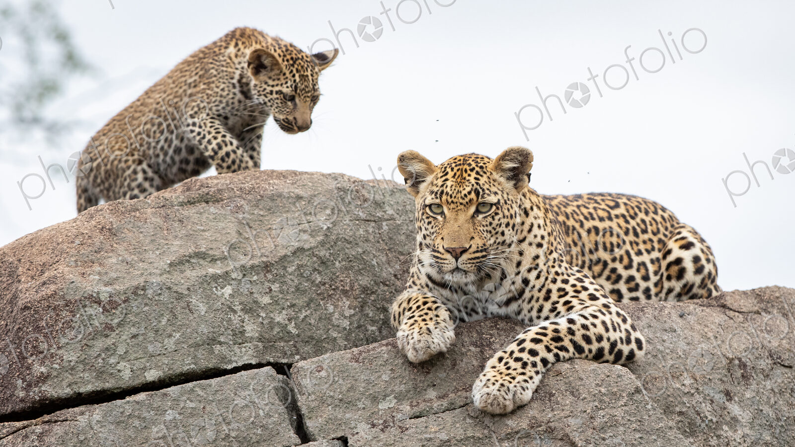 A mother leopard, Panthera pardus, lies on boulders with her cub.
