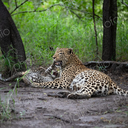 A mother leopard, Panthera pardus, lying down with her cubs.